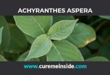 Achyranthes Aspera: Health Benefits, Side Effects, Uses, Dosage, Interactions