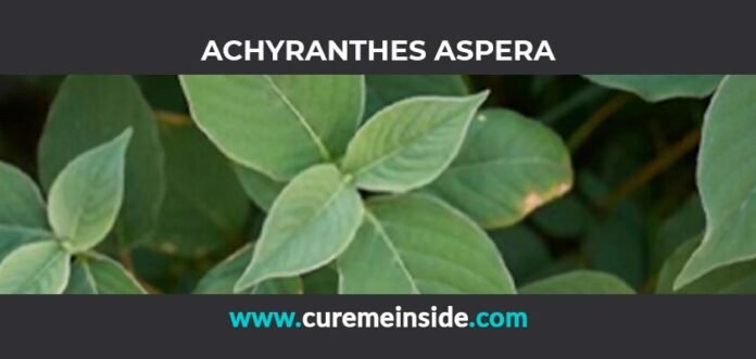 Achyranthes Aspera: Health Benefits, Side Effects, Uses, Dosage, Interactions