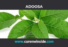 Adoosa: Health Benefits, Side Effects, Uses, Dosage, Interactions