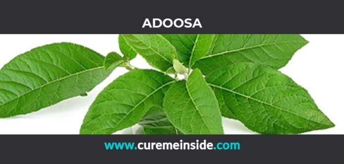 Adoosa: Health Benefits, Side Effects, Uses, Dosage, Interactions