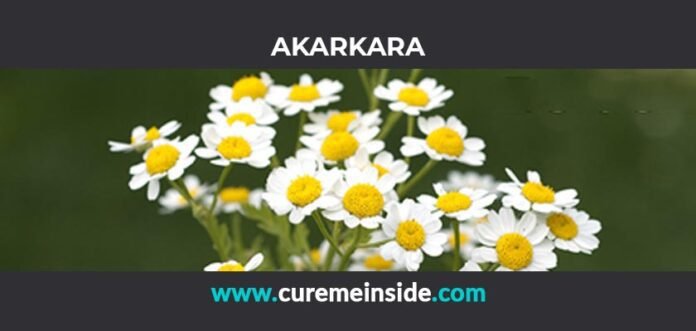 Akarkara: Health Benefits, Side Effects, Uses, Dosage, Interactions