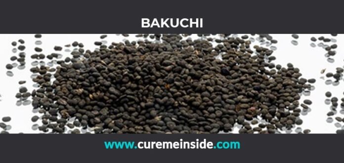 Bakuchi: Health Benefits, Side Effects, Uses, Dosage, Interactions