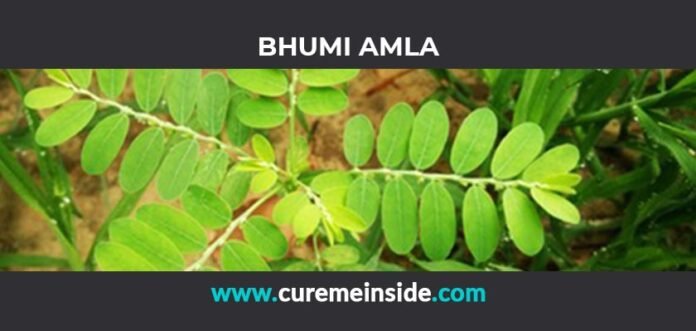 Bhumi Amla: Health Benefits, Side Effects, Uses, Dosage, Interactions