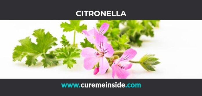 Citronella: Health Benefits, Side Effects, Uses, Dosage, Interactions