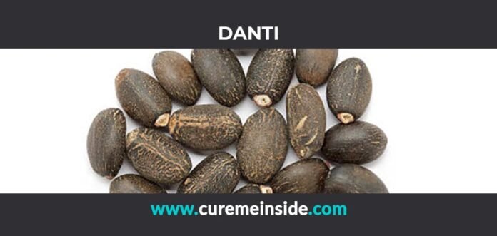Danti: Health Benefits, Side Effects, Uses, Dosage, Interactions