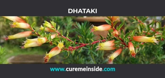 Dhataki: Health Benefits, Side Effects, Uses, Dosage, Interactions