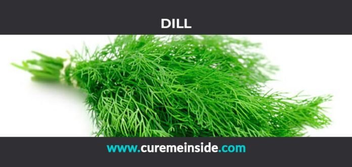 Dill: Health Benefits, Side Effects, Uses, Dosage, Interactions