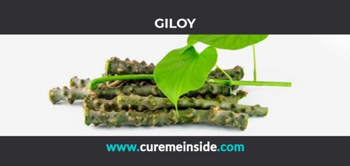 Giloy: Health Benefits, Side Effects, Uses, Dosage, Interactions
