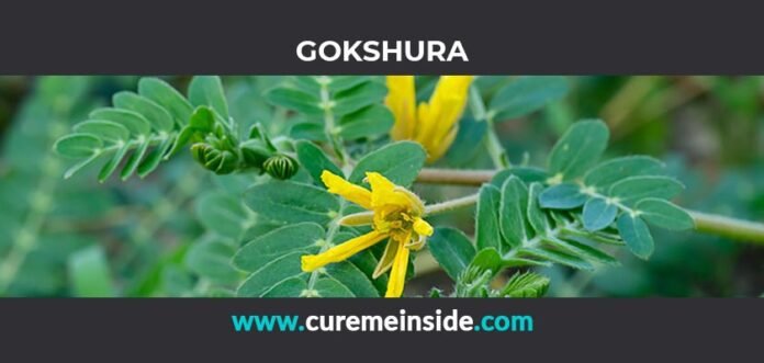 Gokshura: Health Benefits, Side Effects, Uses, Dosage, Interactions