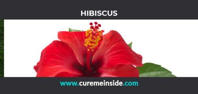 Hibiscus: Health Benefits, Side Effects, Uses, Dosage, Interactions