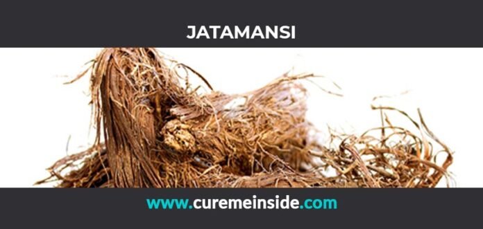 Jatamansi: Health Benefits, Side Effects, Uses, Dosage, Interactions