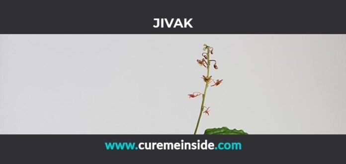 Jivak: Health Benefits, Side Effects, Uses, Dosage, Interactions