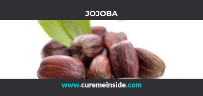 Jojoba: Health Benefits, Side Effects, Uses, Dosage, Interactions