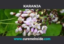 Karanja: Health Benefits, Side Effects, Uses, Dosage, Interactions