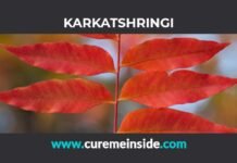 Karkatshringi: Health Benefits, Side Effects, Uses, Dosage, Interactions