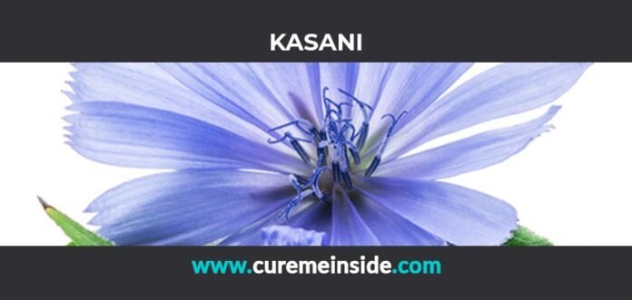Kasani: Health Benefits, Side Effects, Uses, Dosage, Interactions