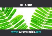 Khadir: Health Benefits, Side Effects, Uses, Dosage, Interactions