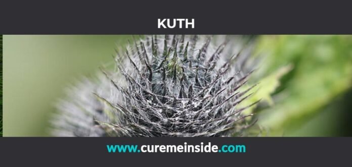 Kuth: Health Benefits, Side Effects, Uses, Dosage, Interactions