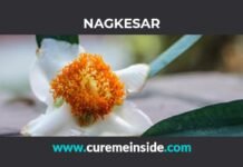 Nagkesar: Health Benefits, Side Effects, Uses, Dosage, Interactions