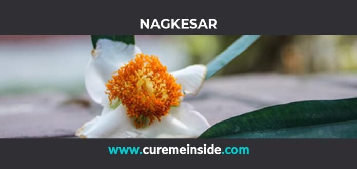 Nagkesar: Health Benefits, Side Effects, Uses, Dosage, Interactions
