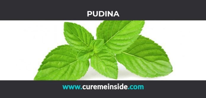 Pudina: Health Benefits, Side Effects, Uses, Dosage, Interactions