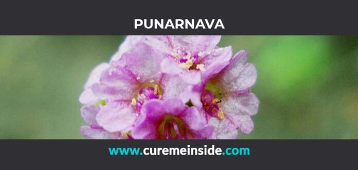 Punarnava: Health Benefits, Side Effects, Uses, Dosage, Interactions