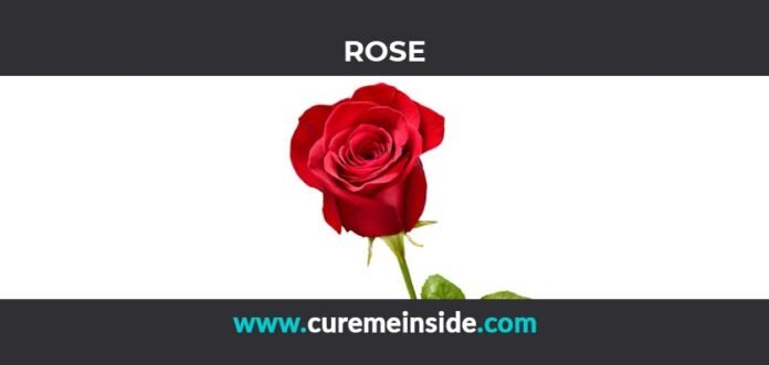 Rose: Health Benefits, Side Effects, Uses, Dosage, Interactions