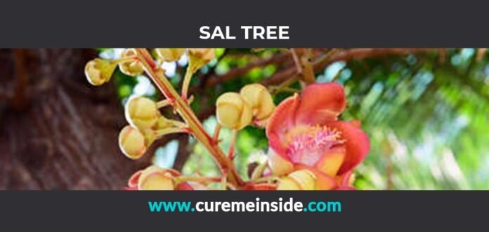 Sal Tree: Health Benefits, Side Effects, Uses, Dosage, Interactions