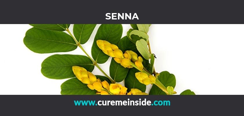 Senna Health Benefits Side Effects Uses Dosage Interactions Cure Me