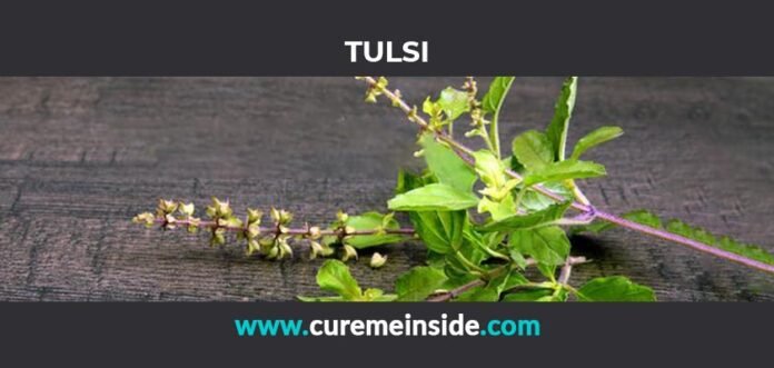 Tulsi: Health Benefits, Side Effects, Uses, Dosage, Interactions
