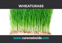 Wheatgrass: Health Benefits, Side Effects, Uses, Dosage, Interactions