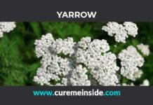 Yarrow: Health Benefits, Side Effects, Uses, Dosage, Interactions
