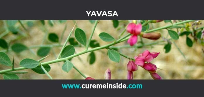 Yavasa: Health Benefits, Side Effects, Uses, Dosage, Interactions